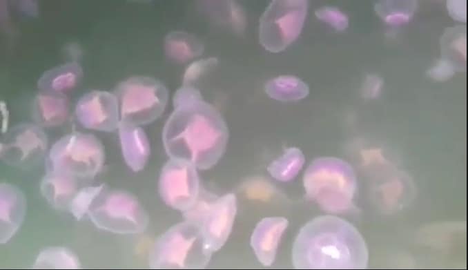 Jellyfish