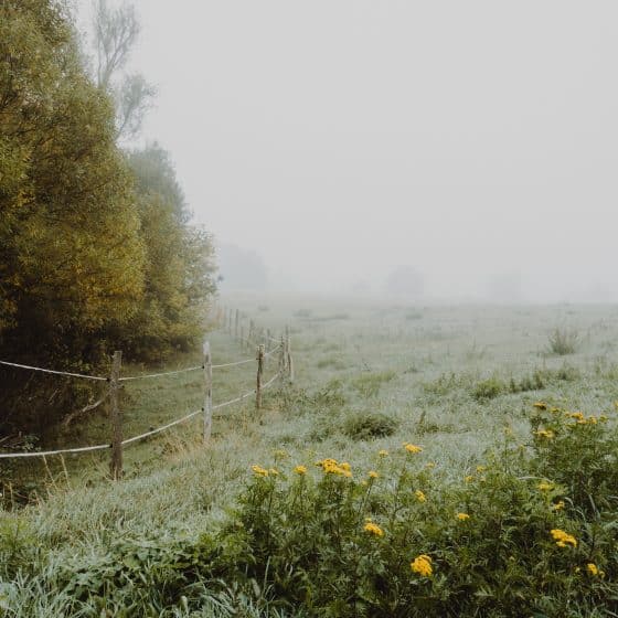 Fog