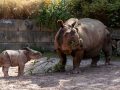 This is the best time of day to catch a glimpse of Fota’s adorable new rhino calf